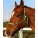 Natural Horsemanship Rope Halter - Pony and Horse Natural Training Parelli Style Halter