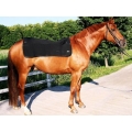 Back on Track Equine Back Warmer