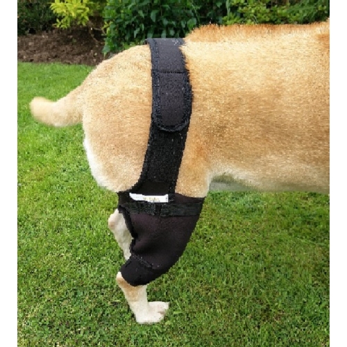 dog back leg brace