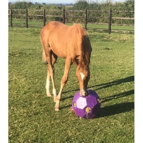 horse hay