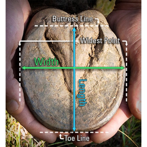 Evo Hoof Boot Size Chart